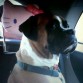 Soy tequila, voy camino al veterinario no he estado muy bien de salud, pero me voy a  curar. ya tengo 6 años, ya  no tengo a mi tia brenda, murio en el 2010   